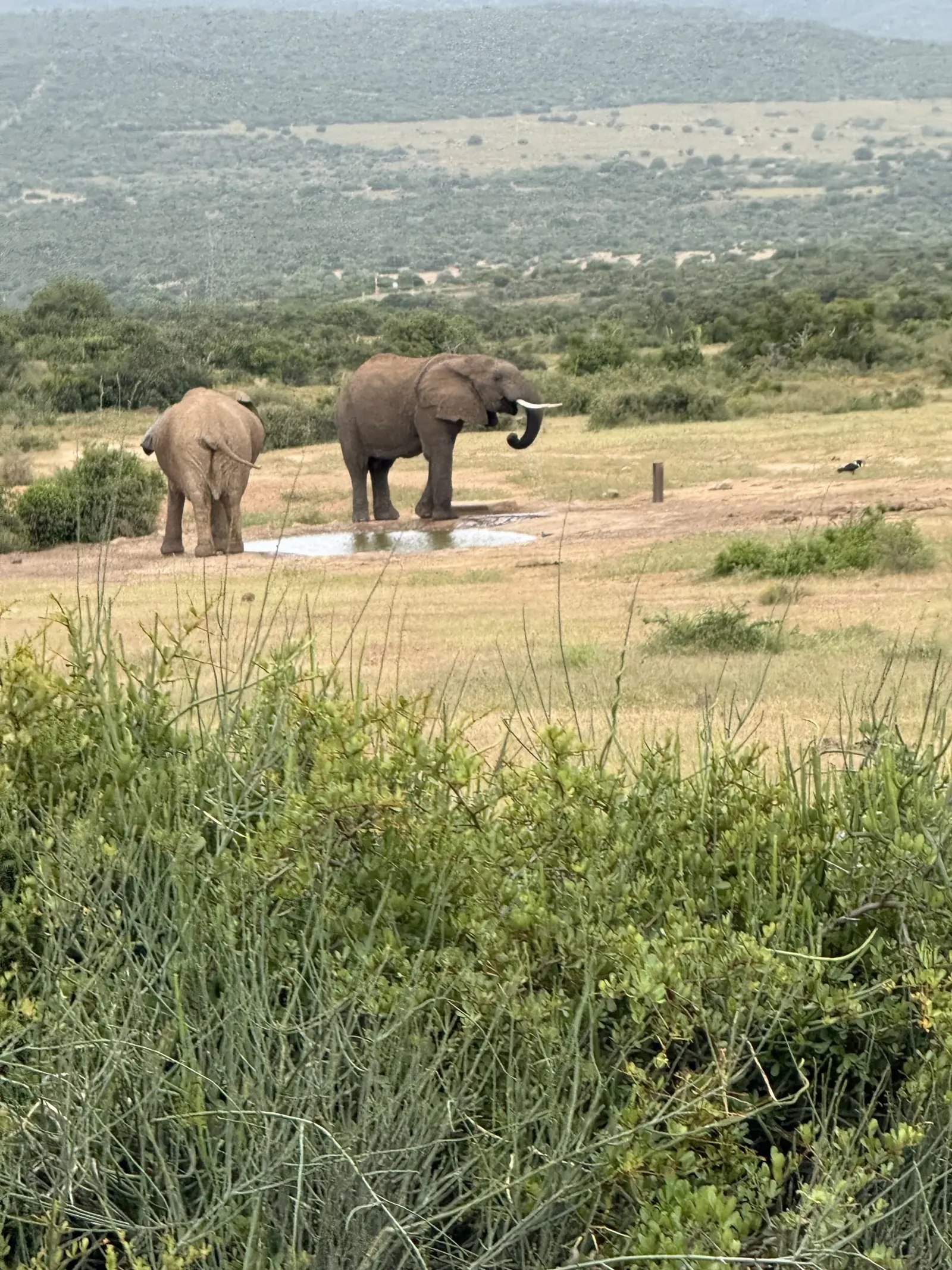 African elephants in golden light