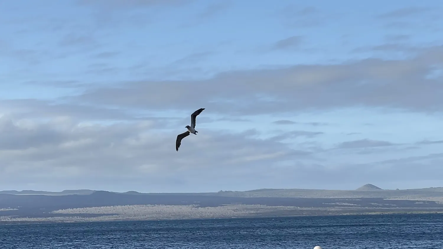 Nazca booby on volcanic rock