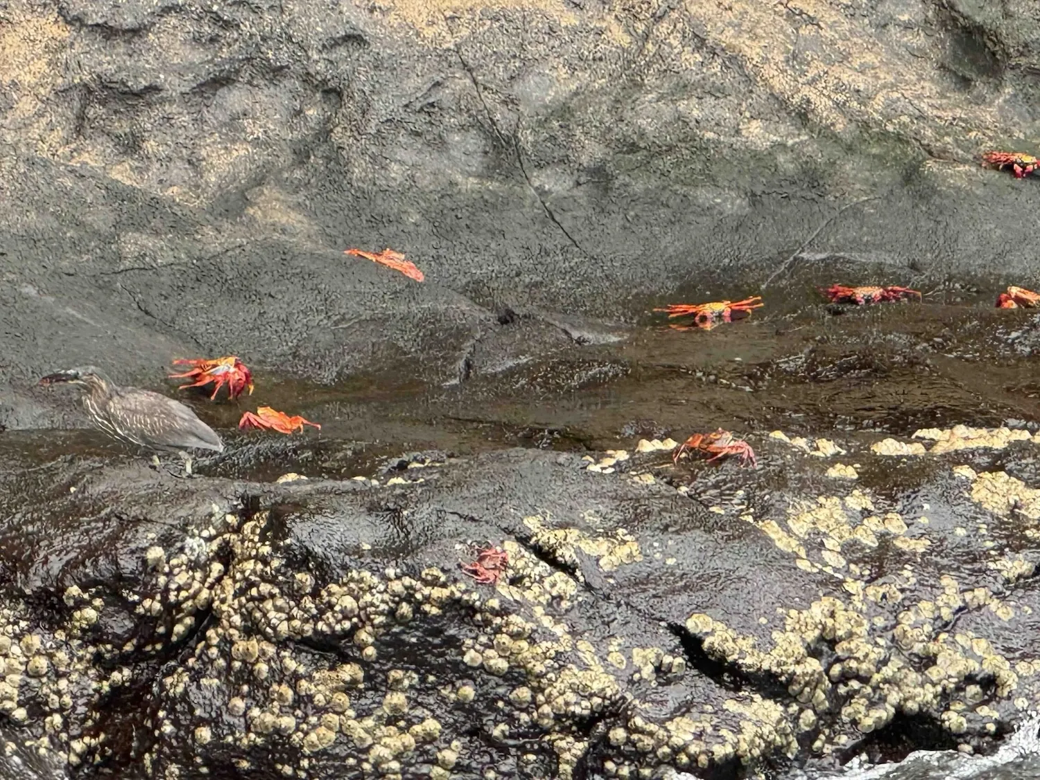 Sally lightfoot crab and lava heron