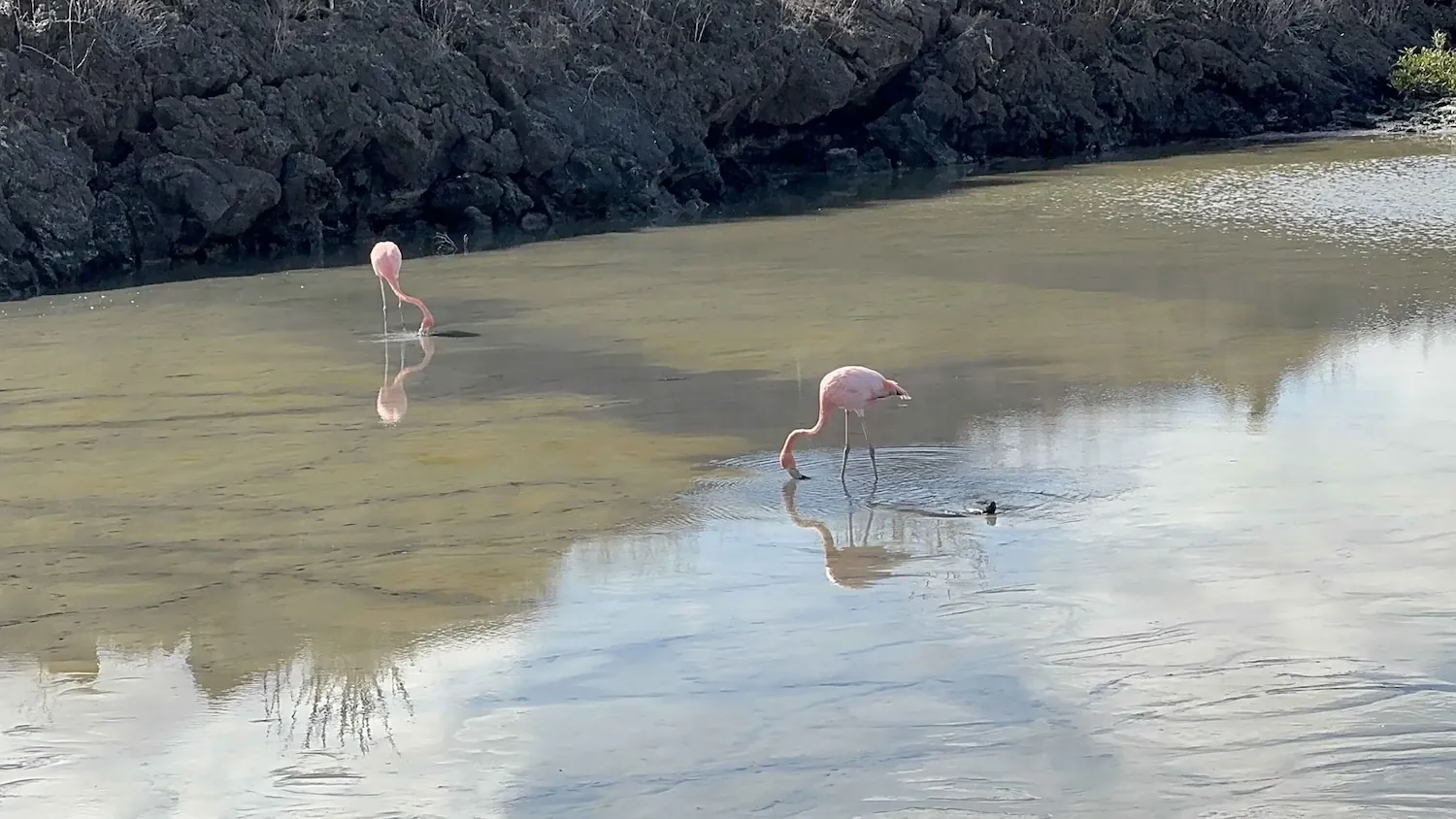 American flamingos in a lagoon