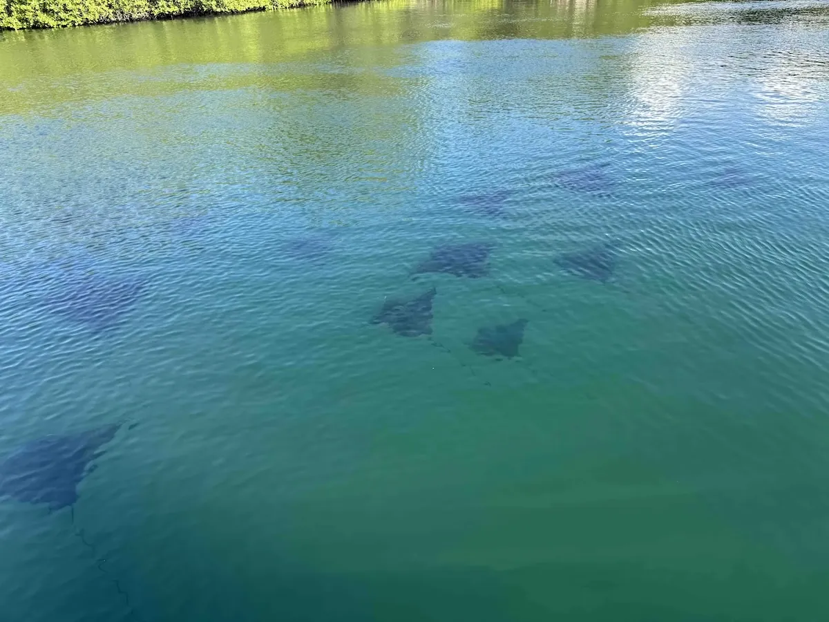 Stingrays in shallow water