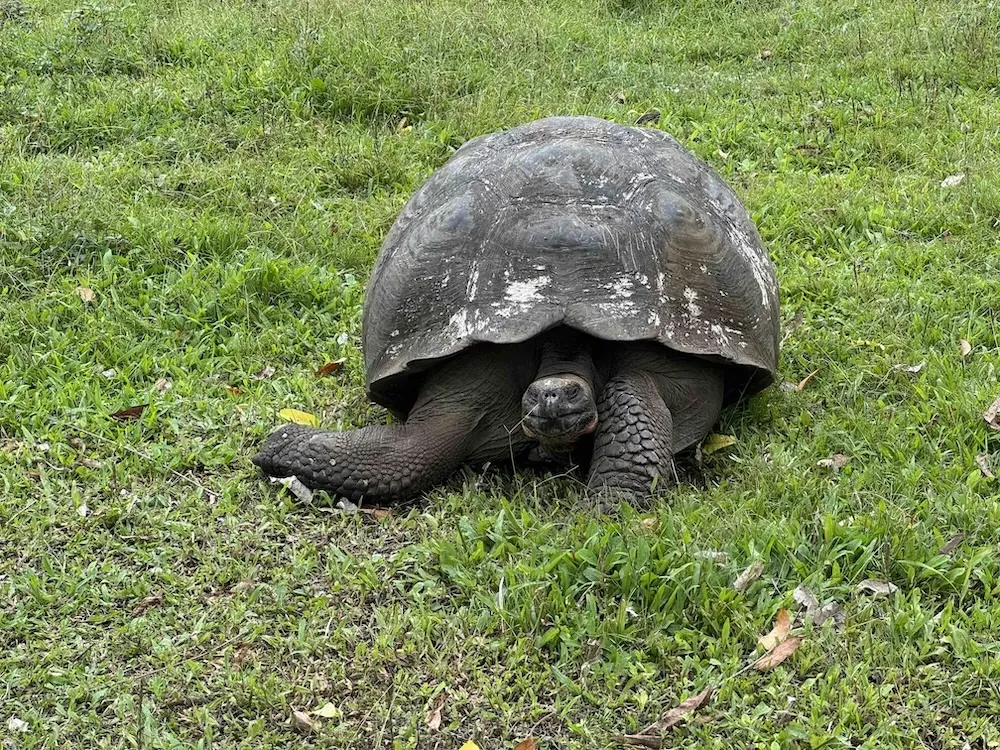 Galápagos giant tortoise